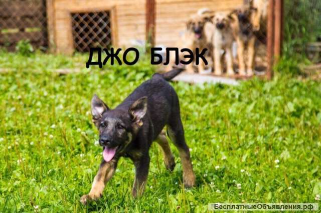Джо Блэк ищет свою семью