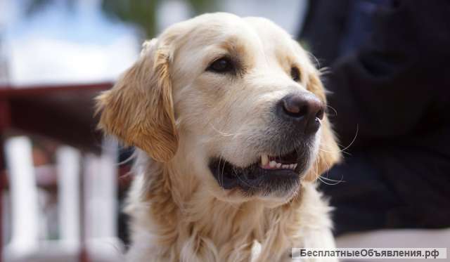 Вязка с породистым ретривером