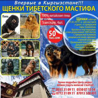 Впервые в Кыргызстане Эксклюзив Щенки Тибетского Мастифа