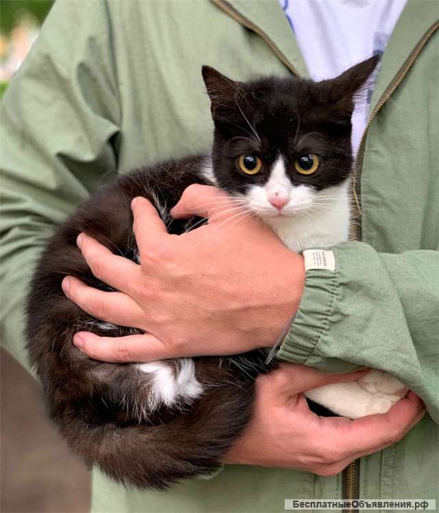 Чудесная кошечка Санса ищет дом