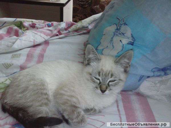 Кошечка чоколет-тебби-поинт