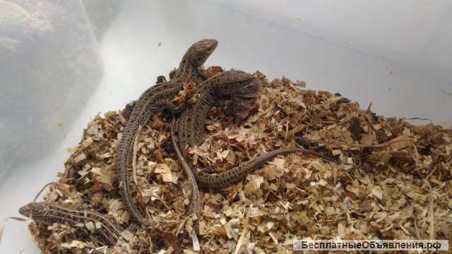 Прыткие ящерицы