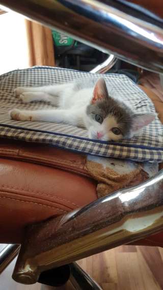 Милейший котенок Филиппок в добрые руки