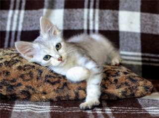 Кото – ребёнок Гатита (Гата), красавица – проказница, в дар