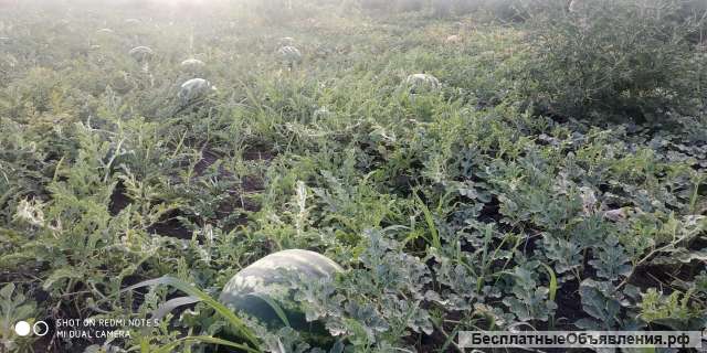 Арбуз Топган дыня Эфиопка оптом