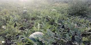 Арбуз Топган дыня Эфиопка оптом