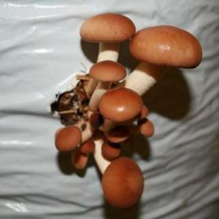 Пиоппино – рассада грибов