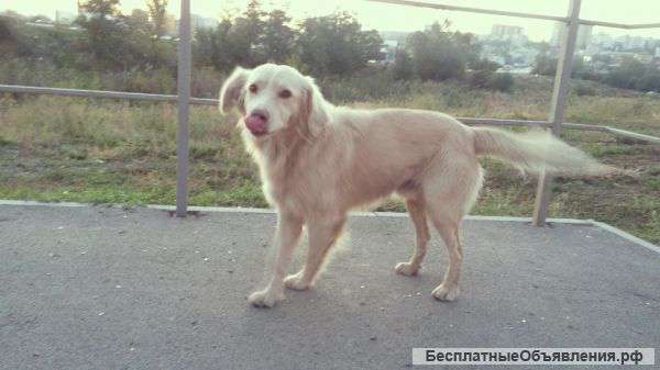 В добрые ручки