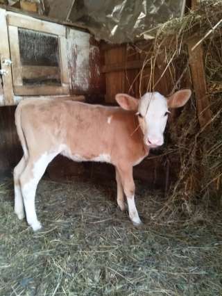 Тёлочку 2 мес