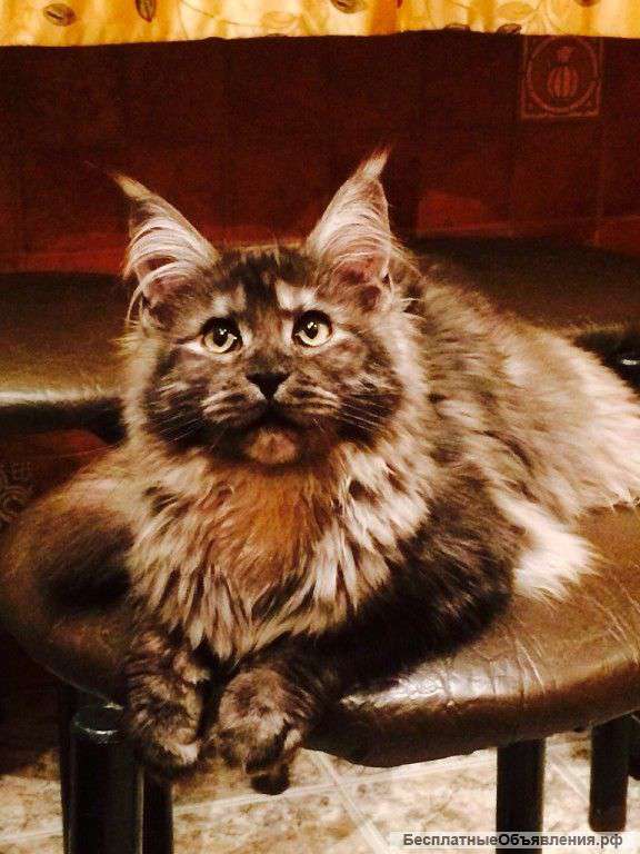 Мейн кун девочка черный дым