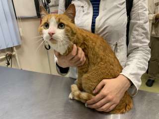 Рыжий котик ищет дом