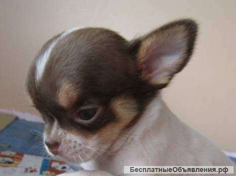 Куколка чихуахуа