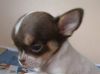 Куколка чихуахуа
