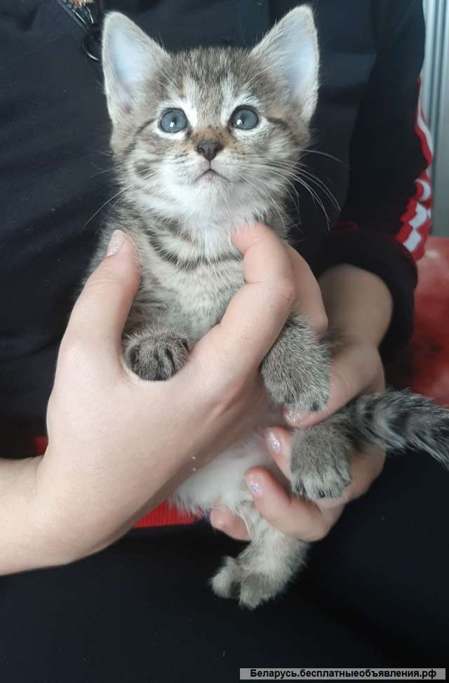 Отдадим котят