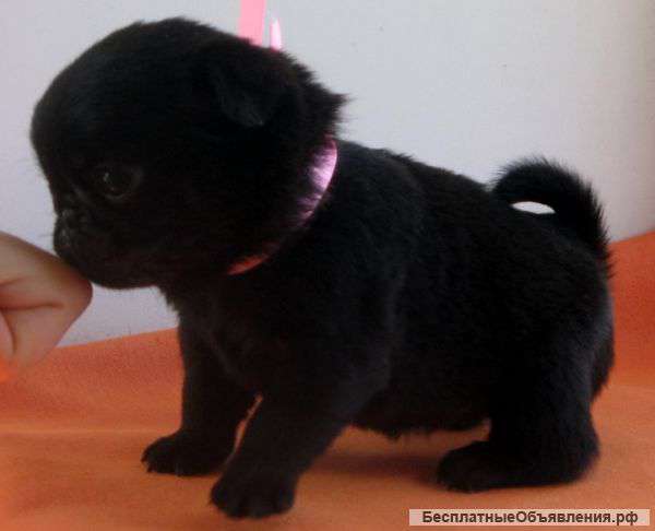 Мопс-деятельный мальчишка