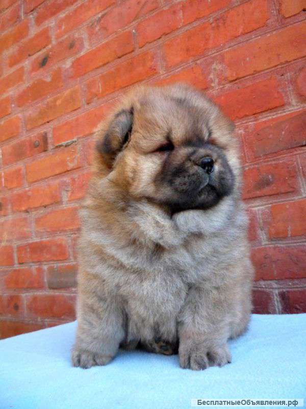 Пушистая радость чау-чау