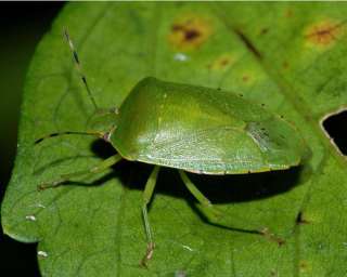 Куплю садовых зеленых клопов