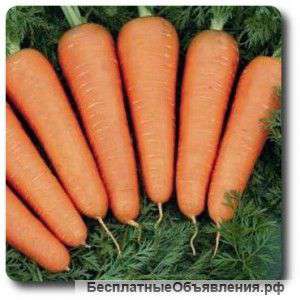 Морковь