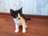 Подарю чернобелого гладкошерстного котенка мальчика