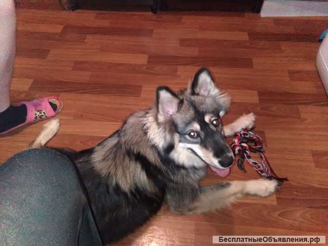 Отдам лайку