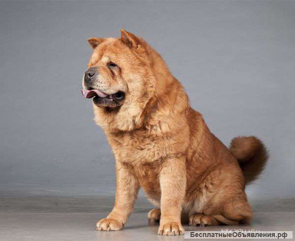 Перспективные щенки чау-чау