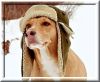 Перевозка животных