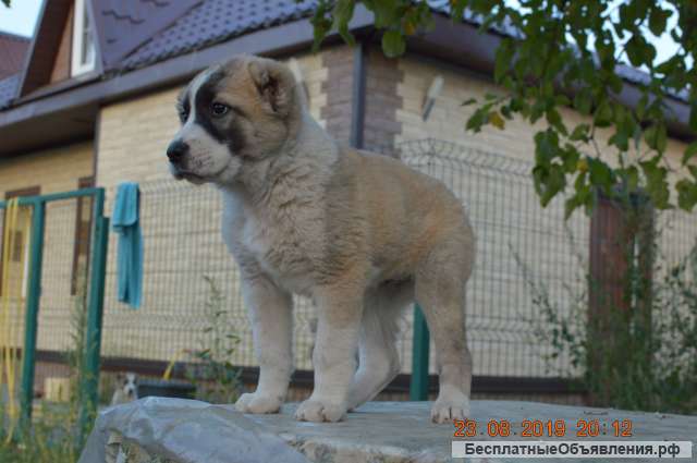 Щенки (алабаи) среднеазиатской овчарки