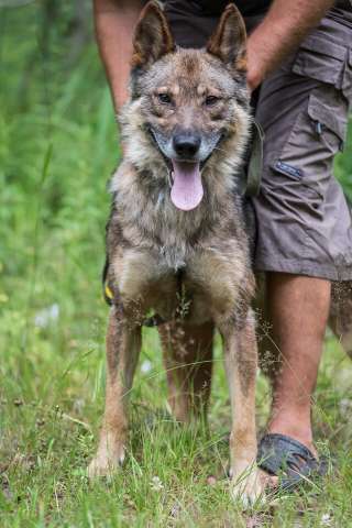 Волчок ждёт тебя