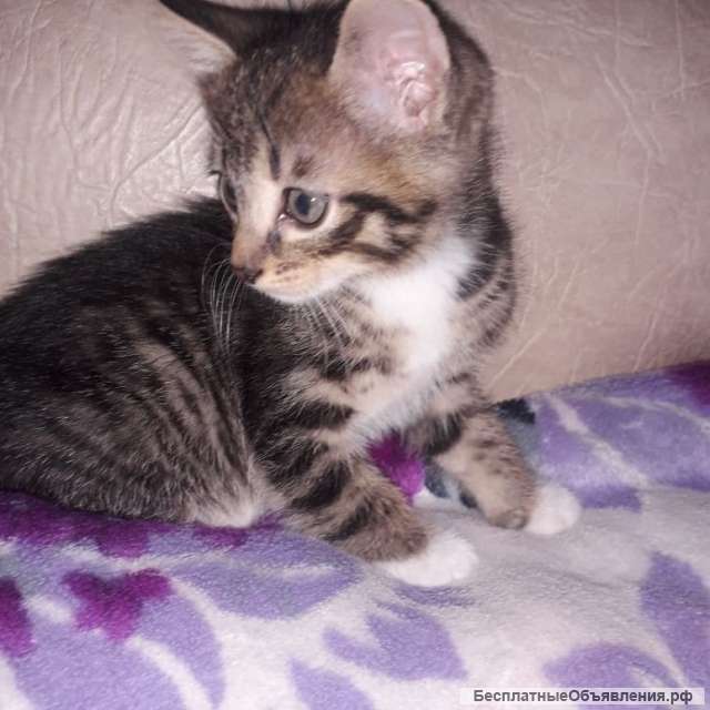 Котята в хорошие руки