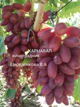 Саженцы новейших сортов винограда