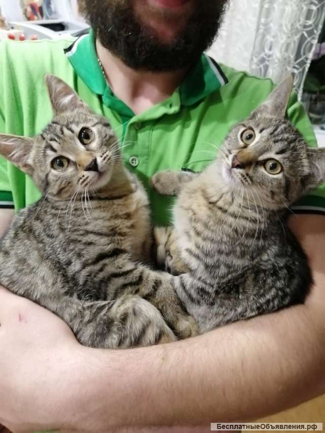 Котята мальчишки Басик и Масик ждут своих хозяев