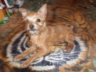 Петровский королёк мальчик 6 мес., мини. Эксклюзив.