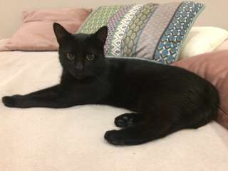 Коренной петербуржец ищет дом