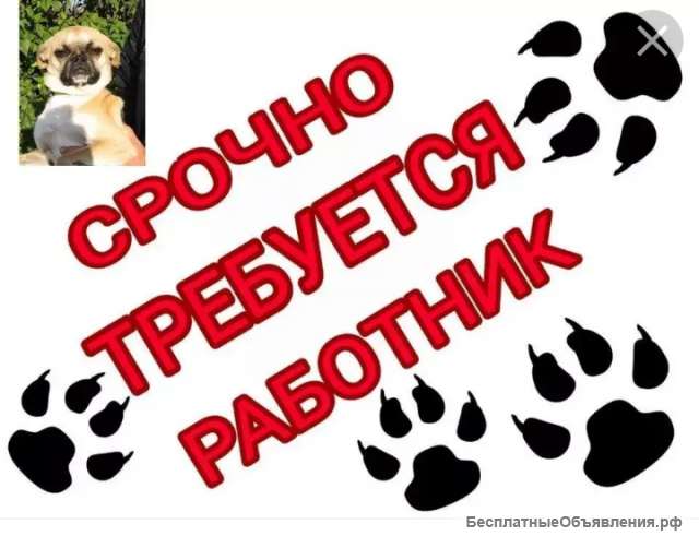 Рабочий в приют для собак