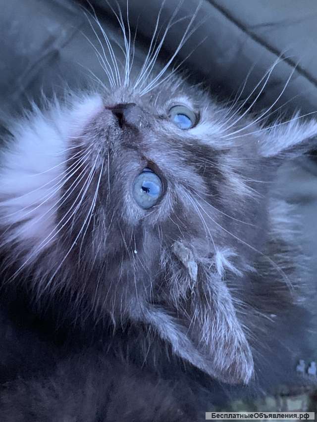 Котёнок в добрые руки
