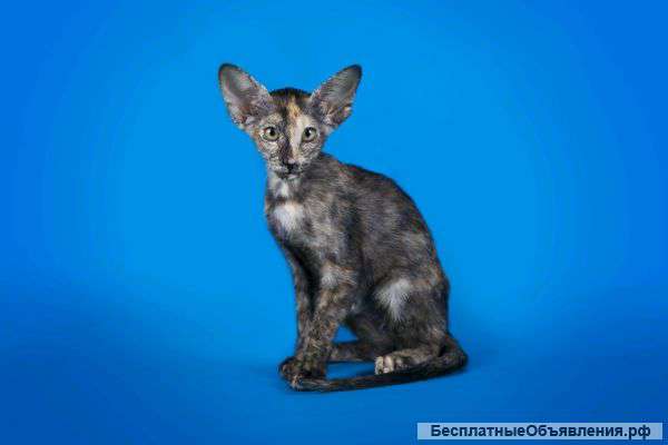 Восточная ориентальная порода