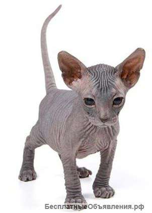 Катята сфинкс