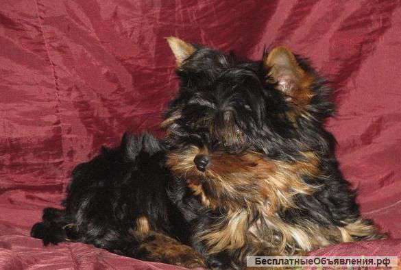 Мини мальчик йоркширского терьера