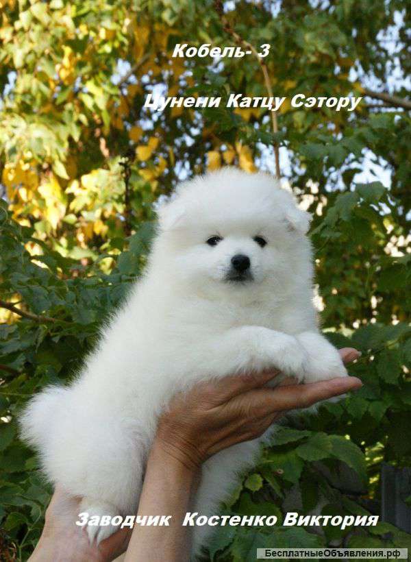 Белоснежные щенки Японского Шпица