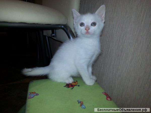 Котенок ищет хозяина