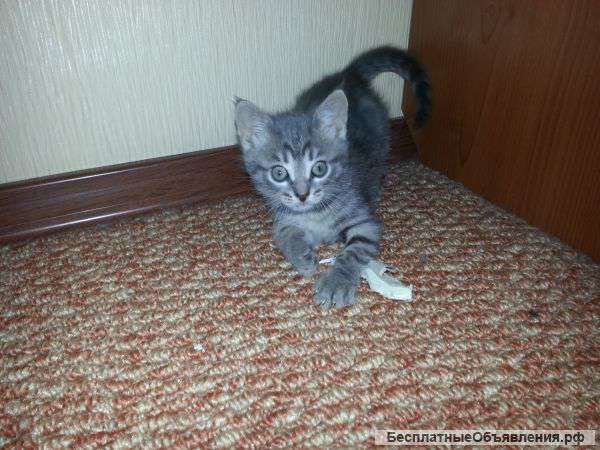 Серенький котенок (кошечка) в добрые руки
