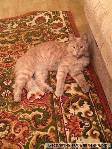 Отдам котэ в добрые руки