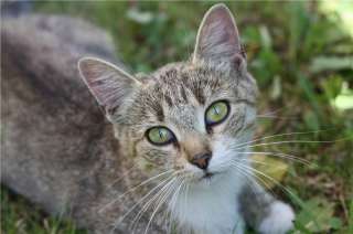 Ищем дом ласкуше Машеньке