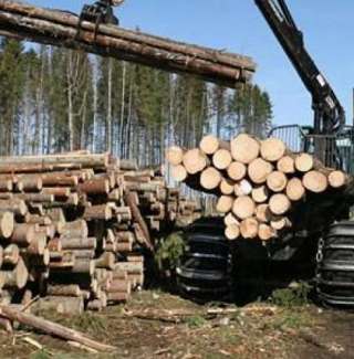 Лес пиловочник летняя заготовка
