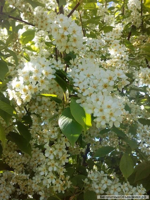 Целительство