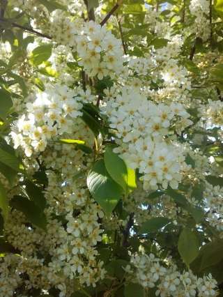 Целительство