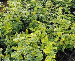 Саженцы Бересклет Форчуны от производителя РБ