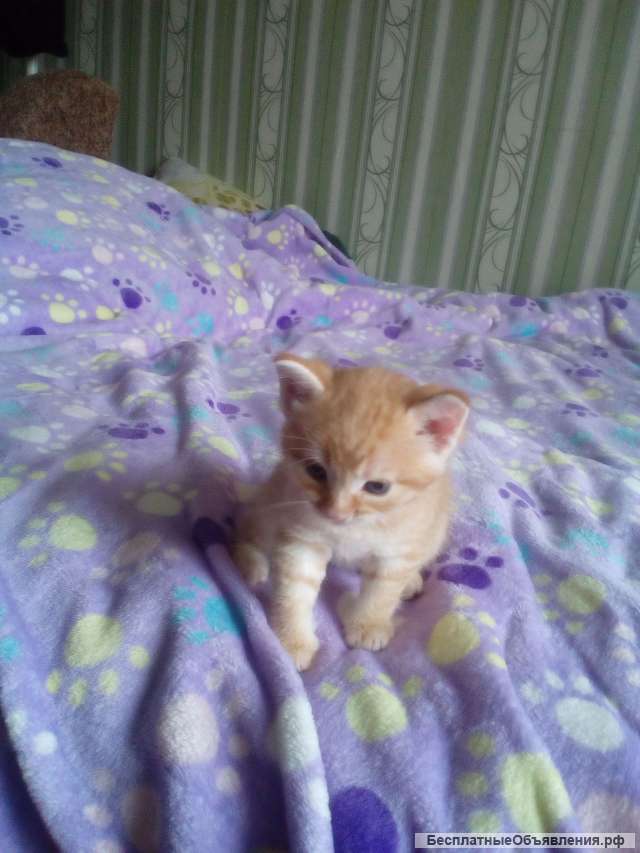 Отдам котят