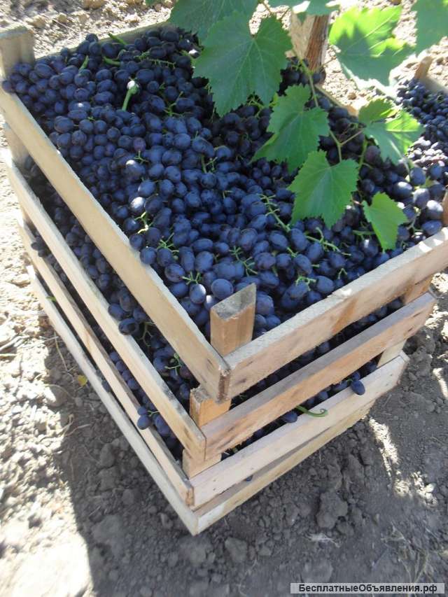 Виноград Аттика (от производителя)