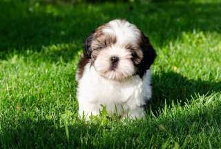 Щенки ши тцу